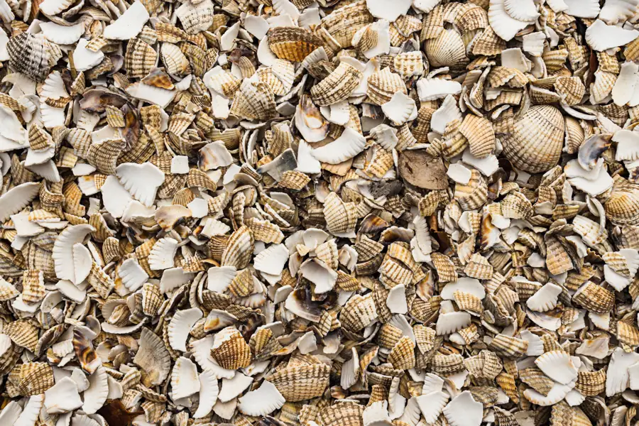 Crushed seashell, coarse grade, close up