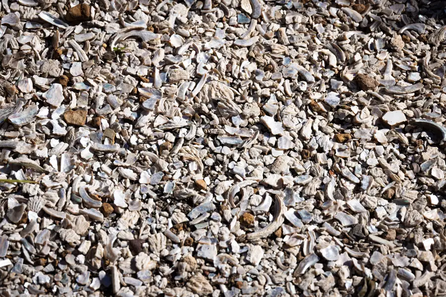 Crushed shell with finer grit through it, close up